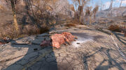 Fo4 Brahmin Corpse with Mines