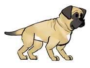 English Mastiff