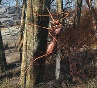 A bloodbug sitting idly on a tree