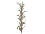 CornStalk1