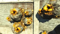 Nests built vertically on a wall