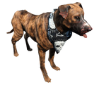 Fo4 dog.png