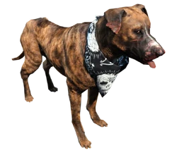 Fo4 dog
