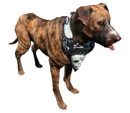 Fo4 dog