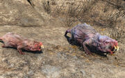 Mole rat brood mother.jpg