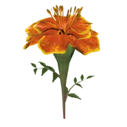 Золотой янтарник