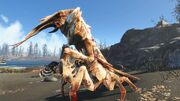 FO4FH Diseased Fog Crawler