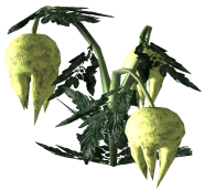 185px-Punga Fruit Plant 2.png (44 kB) Otra variante de la planta