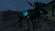 FO4CC Quantum radstag