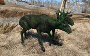 FO4FH devolved radstag.jpg