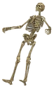 SkeletonBareBody01