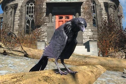 FO4 Raven