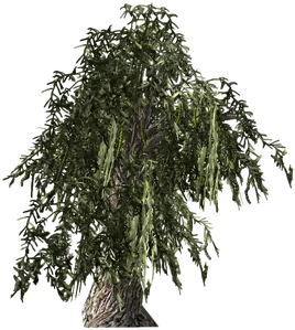 HoneyMesquite-plant