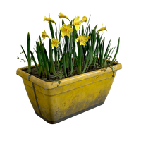 Atx camp floordecor planter flowers daffodils l.webp