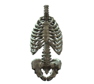 Rib cage and pelvis