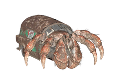 Hermit crab
