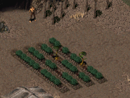 Spore plants of Hakunin's garden