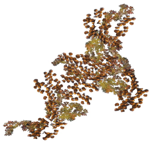 Tarberry plant (Fallout 76) | Fallout Wiki | Fandom