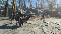 Group of radstags seen in Fallout 4
