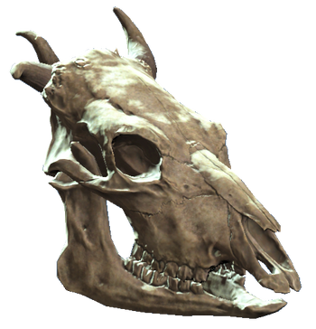 Brahmin skull