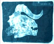 DCXray2.jpg (129 KB)