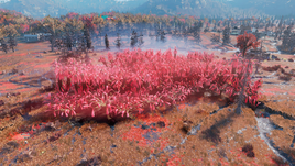 FO76VDSG Creekside Sundew Grove