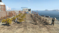 Les plantations