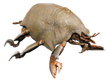 FO4 Mirelurk Spawn.png