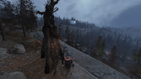 South Cutthroat camp dog food location
