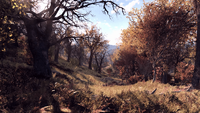 Forest-E3-Fallout76