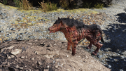 Wolf Pack Leader.png