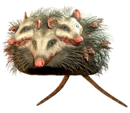 Rad opossum hat