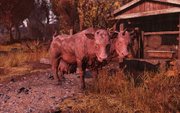 FO76 Brahmin friend 1