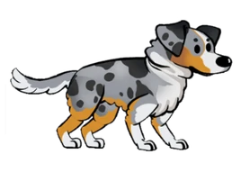 FoS Australian Shepherd