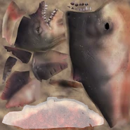 Whale d.png (1.23 MB) Texture file
