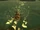 FNV Cottonwood crater Gecko.jpg