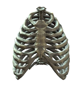 Rib cage