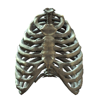 Rib cage (Fallout 4), Fallout Wiki