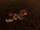 Devin (Fallout: New Vegas)