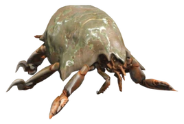 FO4 Mirelurk Hatchling