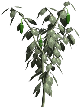 Jalapeno-plant