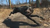 FO4 Alpha vicious mongrel