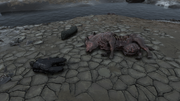 FO76 RE Merchant Killed by Ghouls.png