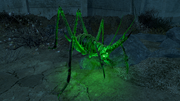 Glowing cave cricket