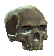 Upper skull