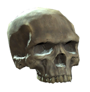 Upper skull.png (111 КБ) Верхняя часть черепа