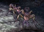 Shalebridge ants.jpg (364 КБ) Пара муравйов-фуражирів в Шейлбриджских тунелях