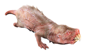 Mole rat fo4.png