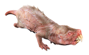 Mole rat fo4