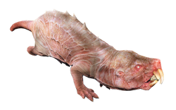 Mole rat fo4